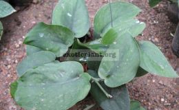 Epipremnum-Dark-Velvet-