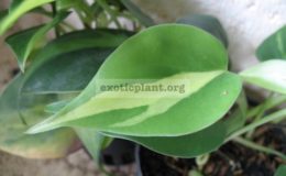 Epipremnum-florida-10-20