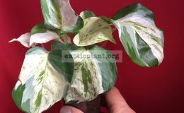 Epipremnum-marble-big-leaves-clones-28-900-