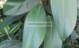 Epipremnum-pinnatum-Prachuap-kirikhan-southern-Thailand-24