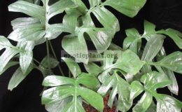 Epipremnum-sp.T04-Giant-leaf-35