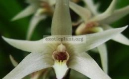 Eria-javanica