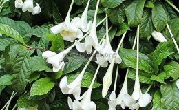 Euclinia-longiflora