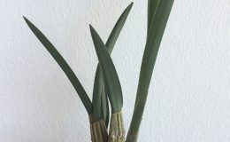 Eulophia-petersii