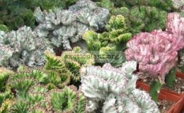 Euphorbia-Rainbow-Crest