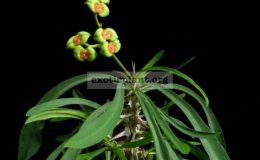 Euphorbia-brachyphylla