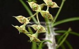 Euphorbia-genoudiana