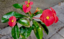 Euphorbia-geroldii.-