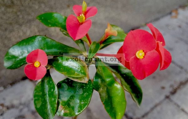 Euphorbia-geroldii.-