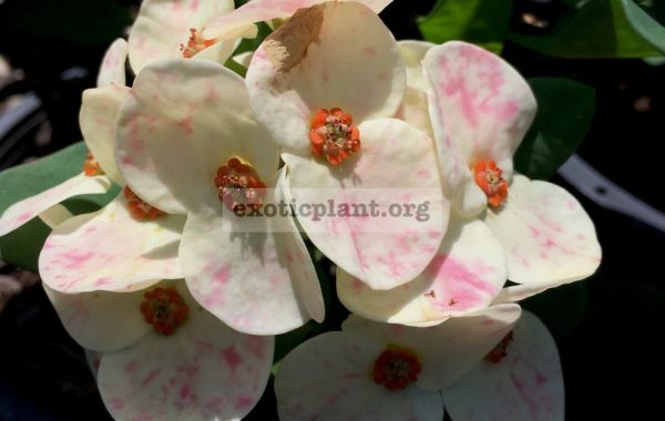 Euphorbia-millii-Beauty-Queen