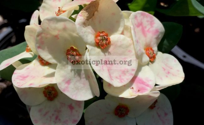 Euphorbia-millii-Beauty-Queen