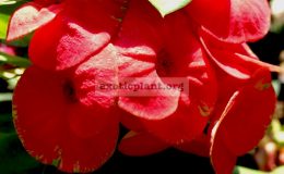 Euphorbia-millii-grandiflora-Flame-of-Forest