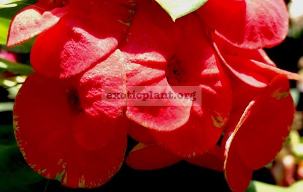 Euphorbia-millii-grandiflora-Flame-of-Forest