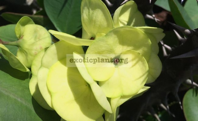 Euphorbia-millii-grandiflora-King-of-Yellow-Dream-