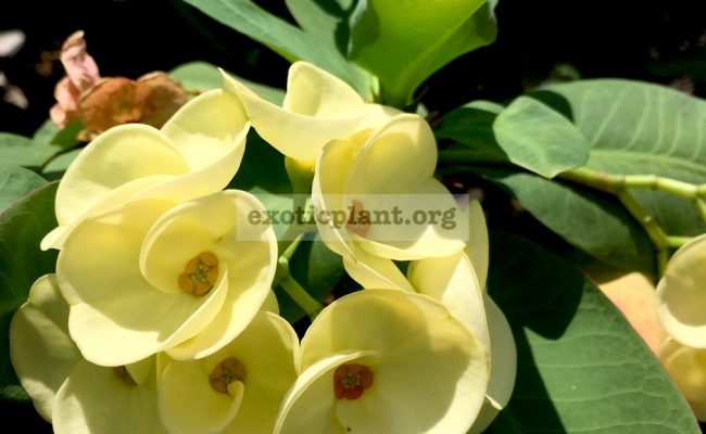 Euphorbia-millii-grandiflora-King-of-Yellow-Dream-1-1