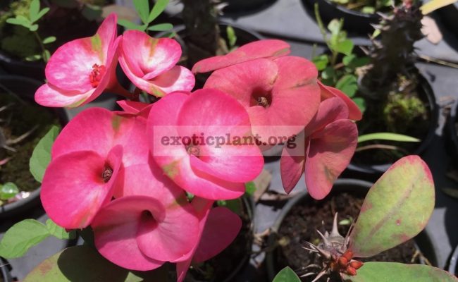 Euphorbia-millii-grandiflora-Magenda