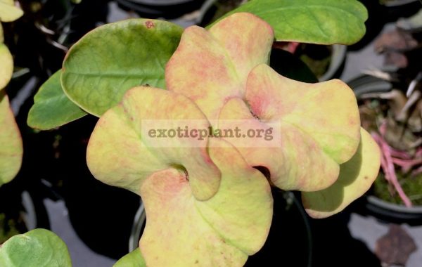 Euphorbia-millii-grandiflora-Velvet-Perfection