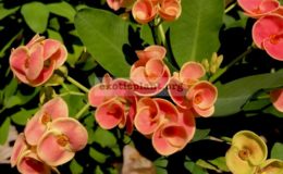 Euphorbia-millii-orange-ice