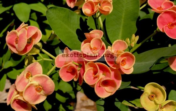 Euphorbia-millii-orange-ice
