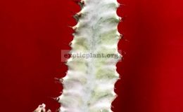 Euphorbia-trigona-white-variegata-cataloque