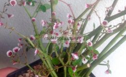 Euphorbia-xanti-syn-Euphorbia-gymnoclada-