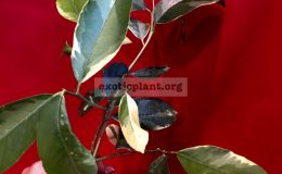 Eureka-variegated-pink-lemon2-30-