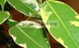 Ficus-benjamina-Golden-King-