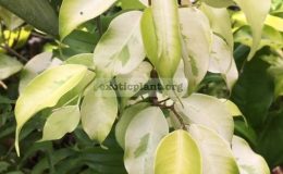 Ficus-benjamina-Yellow-Gold-30
