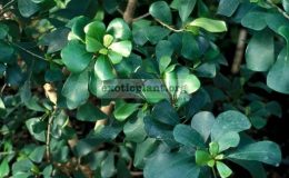 Ficus-craterstoma