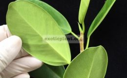 Ficus-formosa-oval-leaf-20