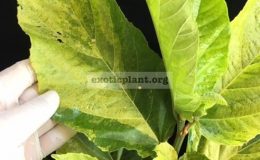 Ficus-nota-yellow-form-70-