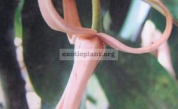 Fissistigma-rubiginosum-Annonaceae-