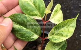 Garcinia-cowa-white-variegatedgrafted-80