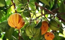 Garcinia-gracilis-white-variegatedgrafted-60-