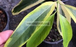 Garcinia-gracilis-white-variegatedgrafted-60