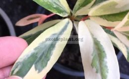 Garcinia-schomburgkiana-white-variegatedgrafted-80