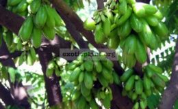 Garcinia-schomburgkiana-yellow-variegatedgrafted-60-