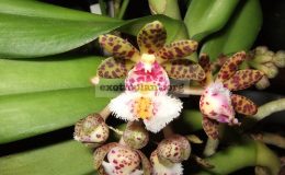 Gastrochilus-bellinus