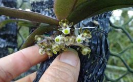 Gastrochilus-minor