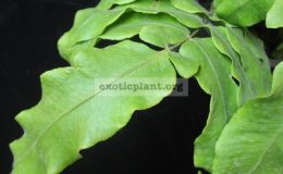 Goniophlebium-verrucosum-dense-hair-leaf