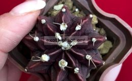 Gymnocalycium-cv-Black-Purple-40
