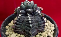 Gymnocalycium-cv.-KIKKO-