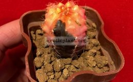 Gymnocalycium-damsii-variegated-30