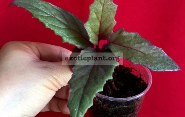 Gynura-aurantiaca-variegated-250