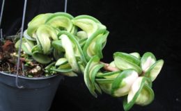 H-Indian-Rope-variegata41191-1000