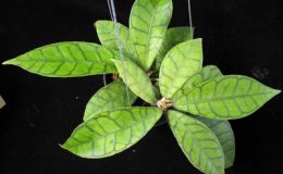 H-callistophylla35-1400