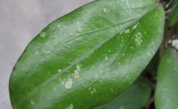 H-erythrina-Bajo78-1200-