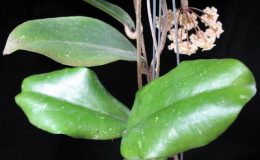 H-erythrina-Bajo78-1200