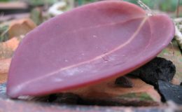 H-rigida-red-leaf358-1000
