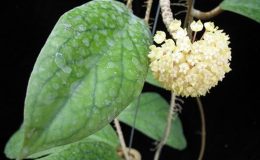 H-vitellinoides8-1